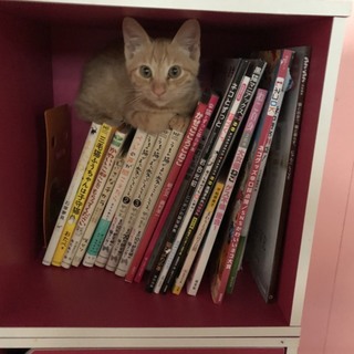 甘えん坊たかし君！他20匹子猫がいます！