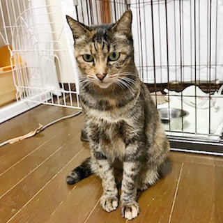 子猫にはない癒し系、トラちゃんです。