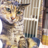 子猫にはない癒し系、トラちゃんです。 サムネイル6