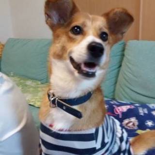 一時中断、トライアル中です