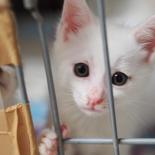 キレイな真っ白古川さん！他20匹子猫がいます！