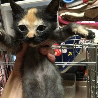 なんだこの魅力！！斎藤さん！他20匹子猫がいます