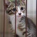 お目々が大きい！イノッチ！他20匹子猫がいます