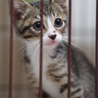 お目々が大きい！イノッチ！他20匹子猫がいます