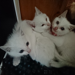 可愛い仲良し兄弟の里親様を探してます