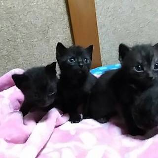 可愛い仲良し兄弟の里親様を探してます