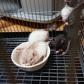 ファンシーラットの里親様