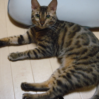 ベンガル　１歳