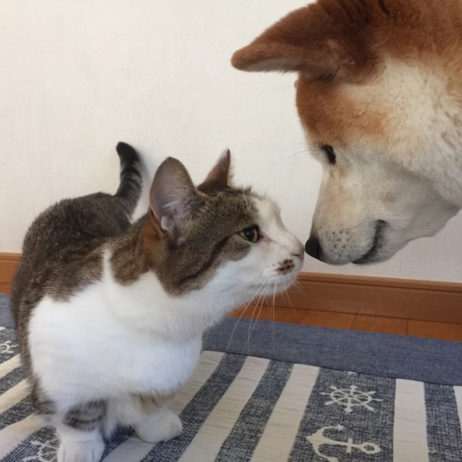 ばにら0922のカバー写真