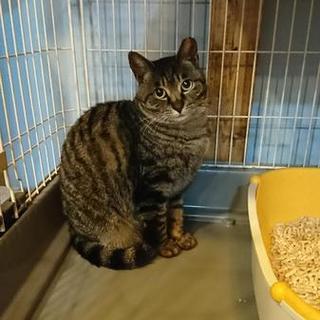 大人しいなでなで大好きキジトラちゃん