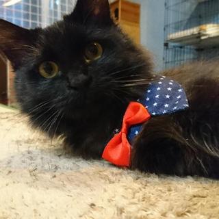 甘えん坊の長毛黒猫くん里親さん募集です。