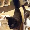 甘えん坊の長毛黒猫くん里親さん募集です。 サムネイル2
