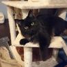 甘えん坊の長毛黒猫くん里親さん募集です。 サムネイル3
