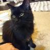 甘えん坊の長毛黒猫くん里親さん募集です。 サムネイル4