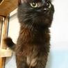 甘えん坊の長毛黒猫くん里親さん募集です。 サムネイル5