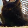 甘えん坊の長毛黒猫くん里親さん募集です。 サムネイル6