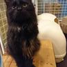 甘えん坊の長毛黒猫くん里親さん募集です。 サムネイル7