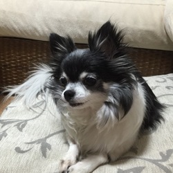 ウェンちゃん