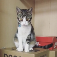 キック
