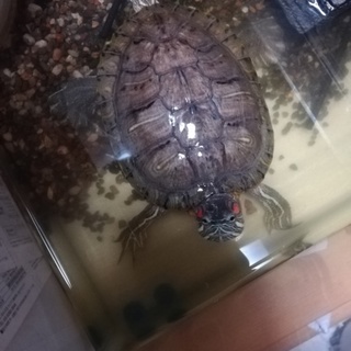 ミドリガメ可愛がってくれる方募集