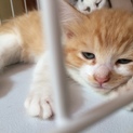 元気いっぱい仔猫④！
