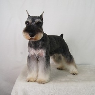 イケメンシュナ君