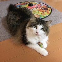 とと太郎