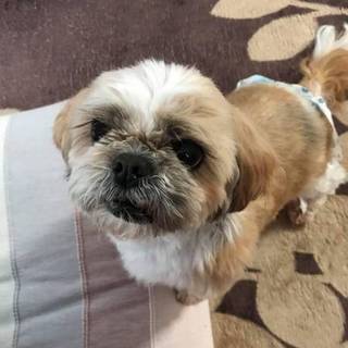 シーズー　メス　菫ちゃん☆
