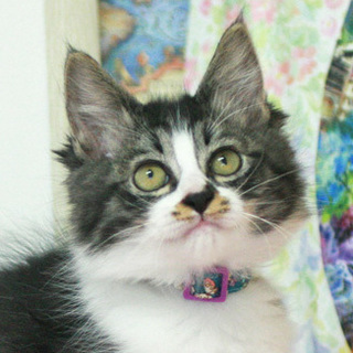 イケメン長毛子猫★リブアイ君