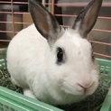 保護うさぎ・かぐらちゃん