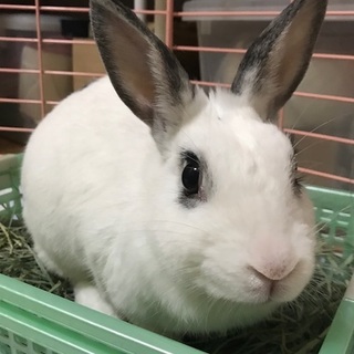 保護うさぎ・かぐらちゃん