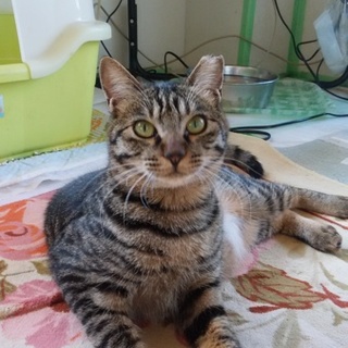 おちゃめなキジトラ❤女の子❤もうすぐ1歳