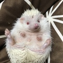 ハリネズミ白色