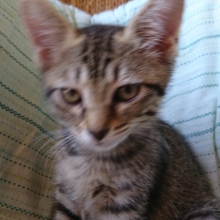 野良子猫保護してます。うーちゃん