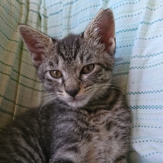 野良子猫保護してます。大ちゃん