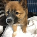 4ヶ月程度の元気な男の子です。