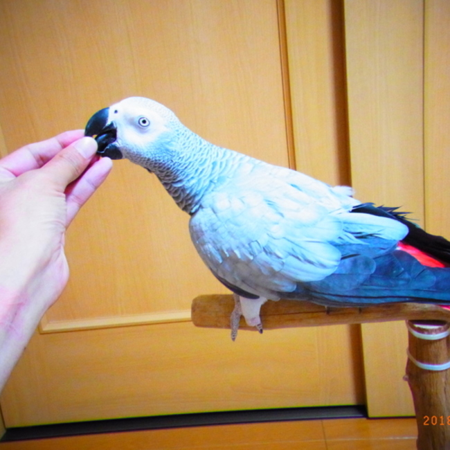 animal-mixのカバー写真