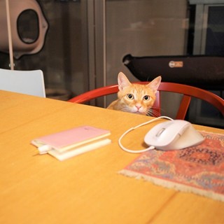 ぼく　家ほしいっす