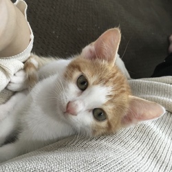 シャーฅ^•ﻌ•^ฅのその後