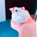 白文鳥の里親さんを探しています