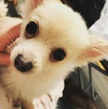 ポメ×チワワの男の子です