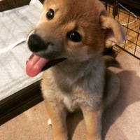 もも