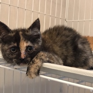 子猫の里親募集中