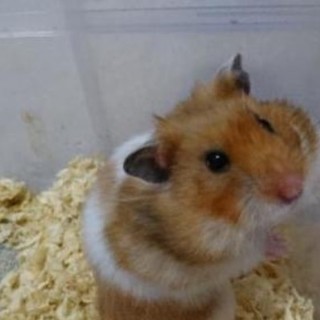 ロングヘアーハムスター