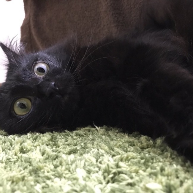 gstascatのカバー写真