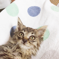 ※急募※ 可愛いオスの子猫です！
