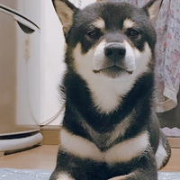 まめすけ