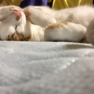 熟睡中