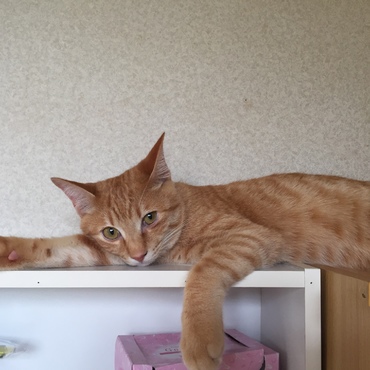 の写真