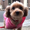 トイ・プードル♀ティファニーちゃん
